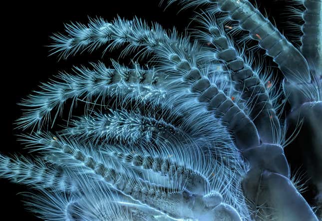 Image for article titled Feather scales, pollen grains, and a single teardrop: what photos of the microscopic world reveal