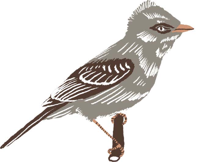 Southwestern willow flycatcher
