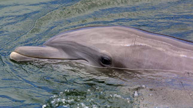 Image for article titled Dolphins Have a Fully Functional Clitoris, Study Finds