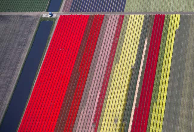 Image for article titled Photos: Fields of flowers look like modern art from above