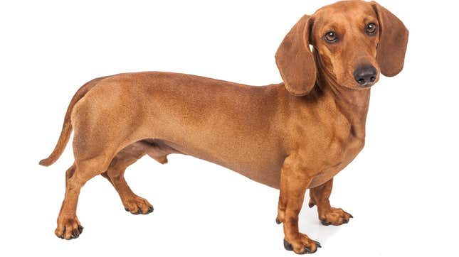 Image for article titled 10 Overbred Dog Breeds You Should Avoid (and One That Isn’t)