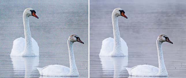 Side by side images of two white geese floating on the water showing the power of Lightrooms new Denoise tool.