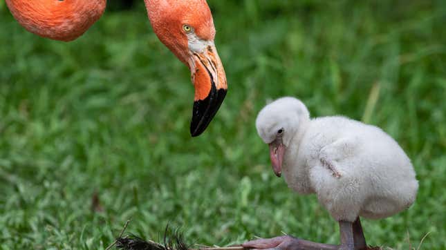 Image for article titled 12 of the Best Parenting Lessons We Can Learn From Animals