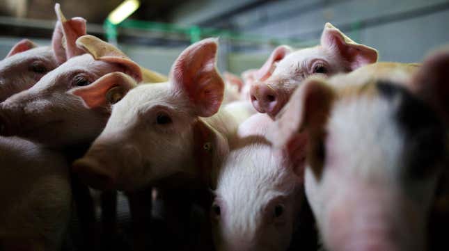  Piglets crowd a stall at the H.C. Daniels hog farm in Drahnsdorf on April 28, 2016 near Golssen, Germany