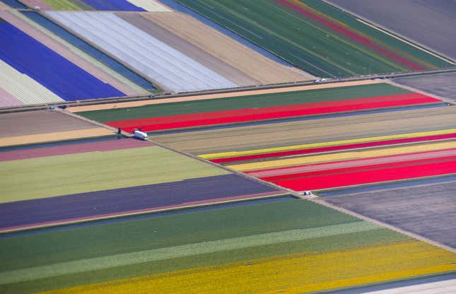 Image for article titled Photos: Fields of flowers look like modern art from above