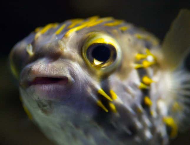 pufferfish