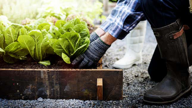 Person mit Gartenstiefeln und -handschuhen, Gemüse pflanzen