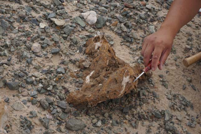 Badmaa Zorigt pointing out the features in a skull of a Protoceratops in the Ömnögovi province.