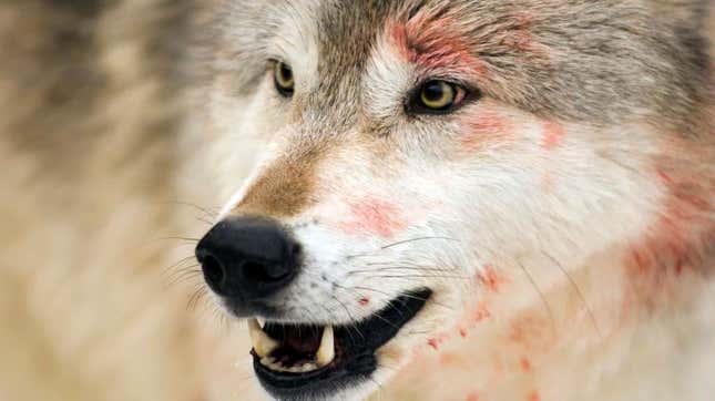 A wolf has blood on its face.