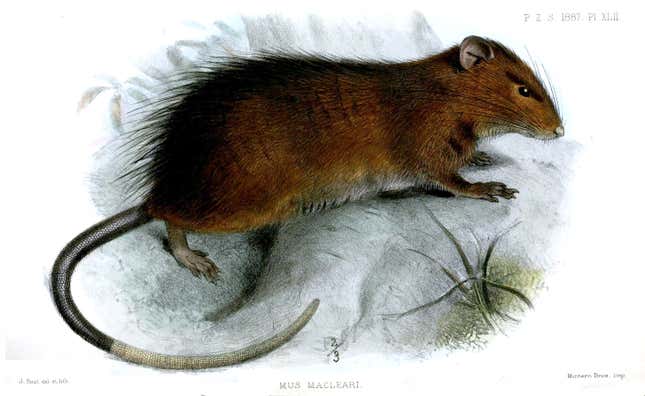 An illustration of a hairy brown rat (the Christmas Island rat).
