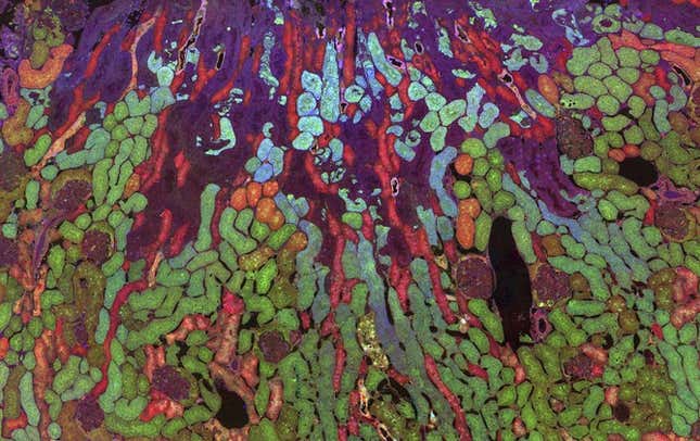 metabolites in mouse kidney