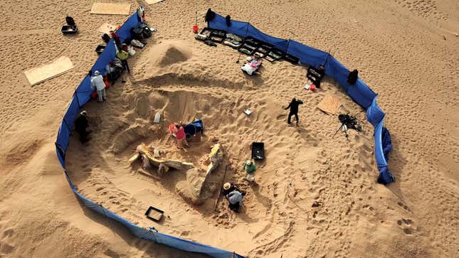 An aerial view of the sphinx excavation.