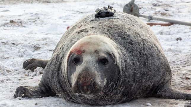 Esta es la foca que “perdió” la cámara hace más de tres años