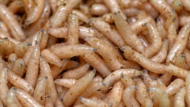 Image for article titled New Subway Menu Items Testing Poorly With Focus Group Of Swarming Maggots