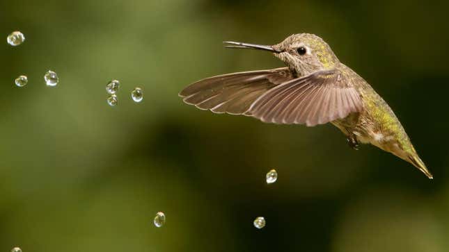 An Anna’s hummingbird is curious about these water droplets.