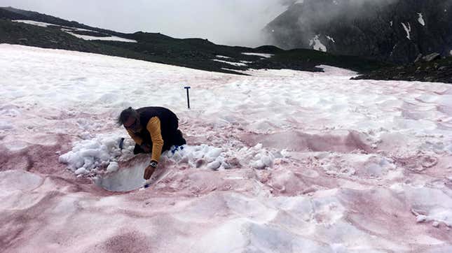 A scientist sampling snow covered with "glacier blood."