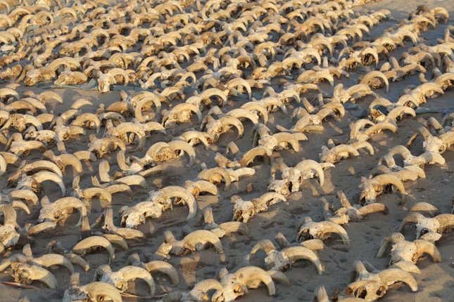 Miles de cabezas de carnero descubiertas en un templo egipcio.