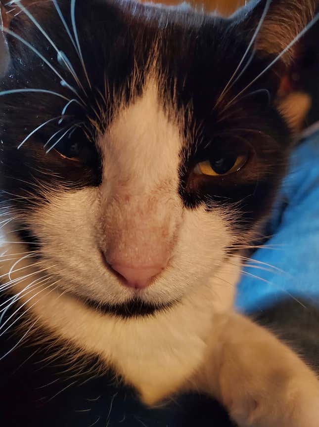A tuxedo cat with phallic face markings side-eyes the camera.