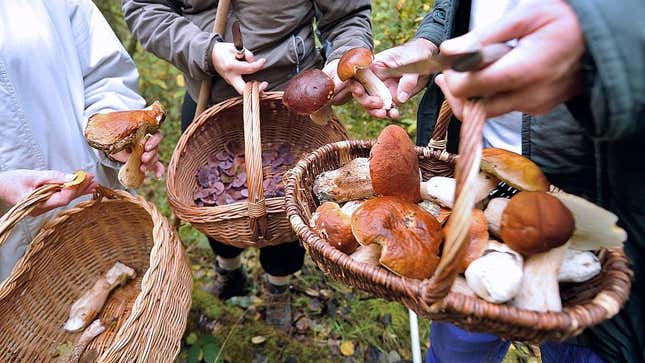 图片图片标题为Mushroom Forage应用帮助避免死亡