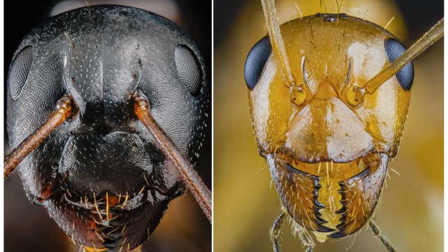 Imagen para el artículo titulado ¿Quieres ver algo aterrador? Pues no te pierdas las hormigas que captura este fotógrafo