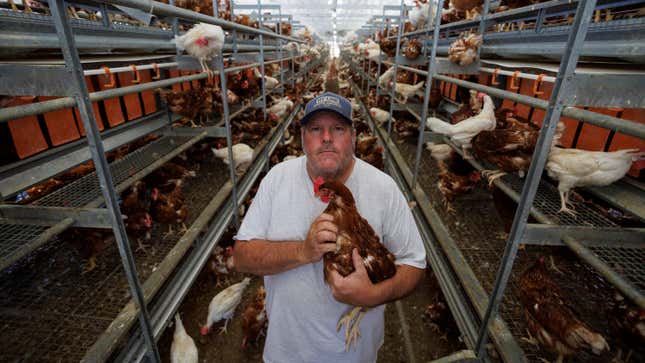 Frank Hilliker holds one of his chickens while inside a cage-free facility at Hilliker's Ranch Fresh Eggs in Lakeside, California.