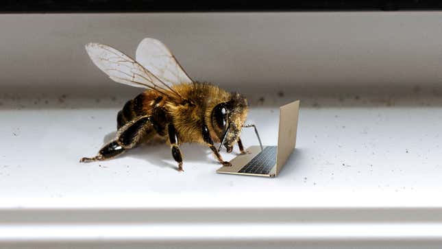 Image for article titled Declining Bee Population Linked To Increase In Bees’ Pornography Consumption