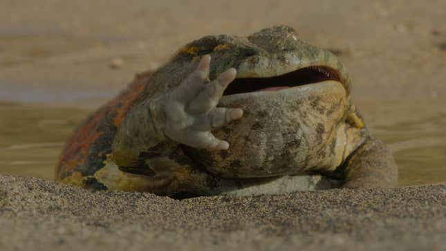 A predatorial frog named Beelzebufo.