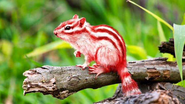 Image for article titled God Releases New Peppermint-Flavored Chipmunks For The Holidays
