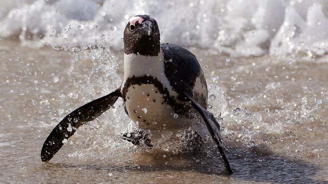 An African penguin comes out of the ocean at Boulders Beach, South Africa, in this file photo taken on August 27, 2015. 