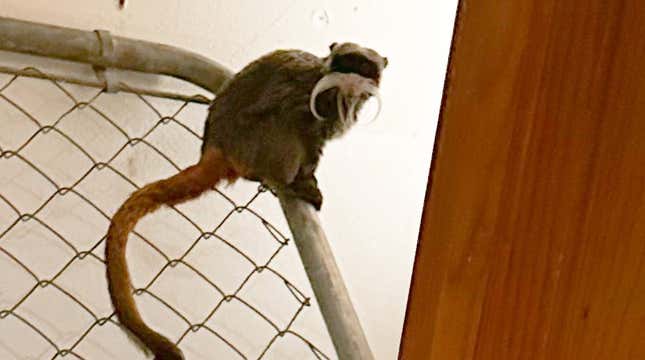 A photo of one of the missing emperor tamarin monkeys sitting on a broken fence in a closet.