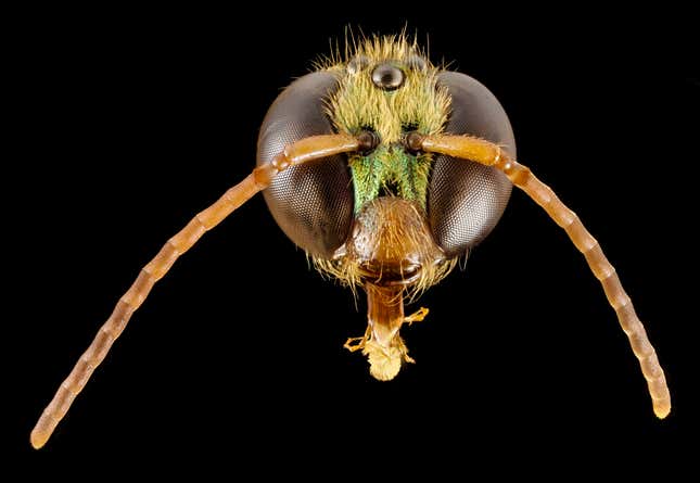 Megalopta genalis, “What an interesting species. Instead of flying during the day, this species flies just before dawn and just after dusk, times when we have difficulty seeing. This species, however, forages on crepuscular and night fowering flowers, more often associated with bats and moths.”