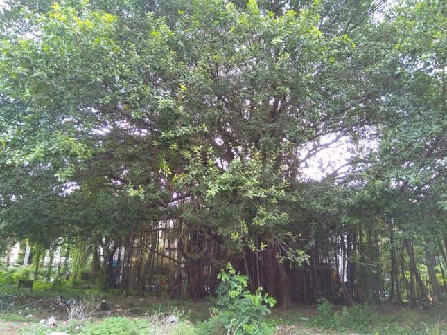 A 200-year-old Ficus benghalensis in Pune’s Karve Nagar.