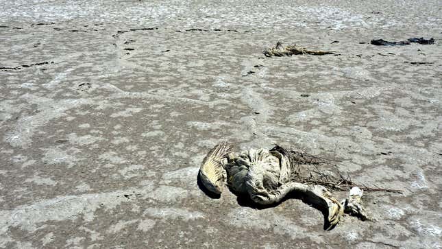 Flamingo remains lie in the dried-up remains of Lake Tuz.