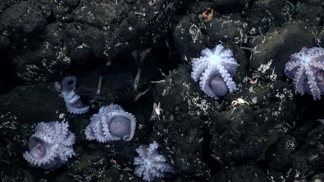 This is the second site that scientists found brooding octopuses gathering to protect their eggs.