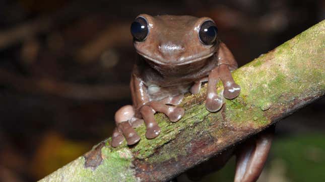 Litoria mira, the world's most delicious frog