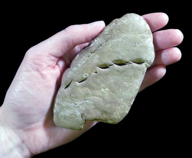 A coprolite with bite marks