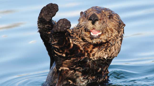 Image for article titled Otters Have Joined the Ocean&#39;s Battle Against Man