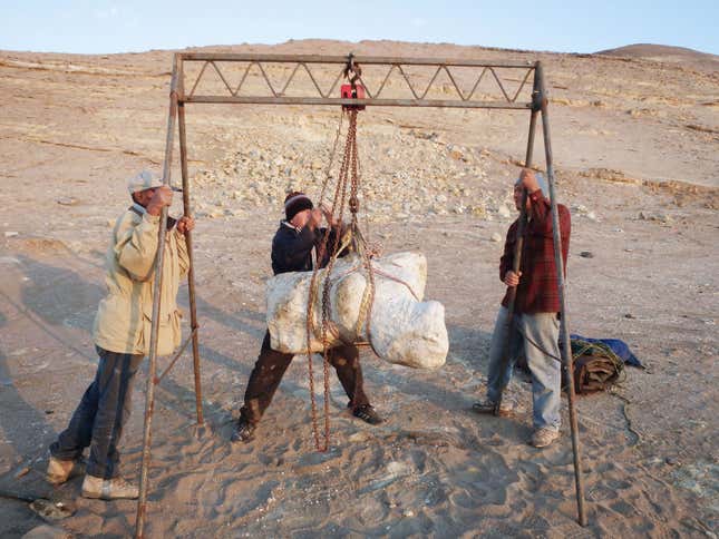 Eusebio Diaz, Alfredo Martinez & Walter Aguirre hoisting a single vertebra of P. colossus.