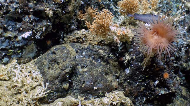 Photo of underwater rocky outcrop covered in coral