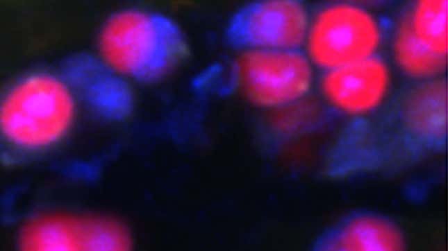 Una vista microscópica de las células en el espacio, donde la fluorescencia roja muestra pigmentos fotosintéticos, mientras que el azul blanco indica los nucleoides: el control de la célula. centros.
