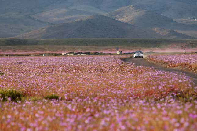 Image for article titled Photos: The world’s driest place is now bursting with color and blossoms