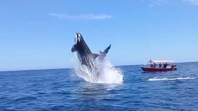 Imagen para el artículo titulado Unos turistas graban como una orca salta varios metros para golpear a un delfín en pleno aire