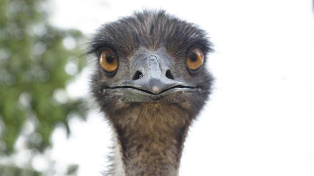 Emus may have lovable faces, but that doesn’t mean you should ignore CDC guidelines on bird flu.
