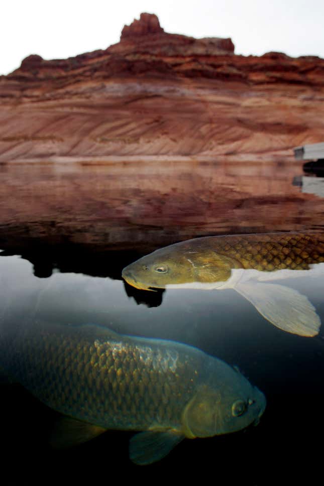 Carp surface at Dangling Rope Marina, reachable only by boat 43 miles from Glen Canyon Dam, at Lake Powell on March 26, 2007 near Page, Arizona.