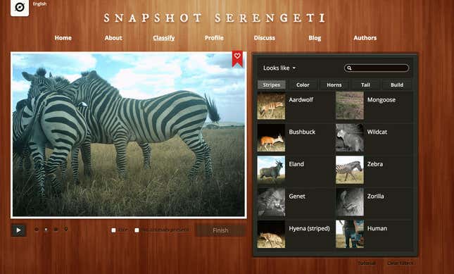 Image for article titled Photos: The secret lives of the Serengeti’s most elusive wild animals