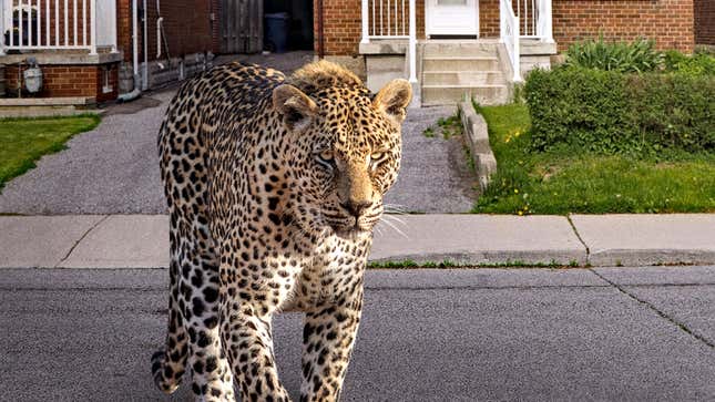 Image for article titled Zoo Assures Public Escaped Leopard Will Kill Them Quickly