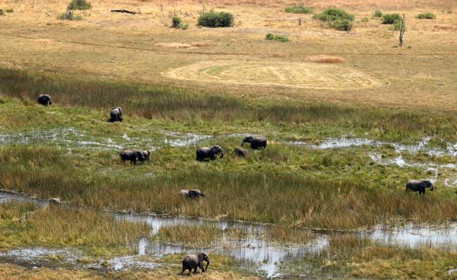 A herd of elephants is seen grazing at a wild life area outside Kasane in the northeastern corner of Botswana,