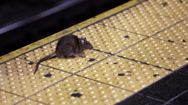 A 2015 photo of a rat crossing a Times Square subway platform in New York City