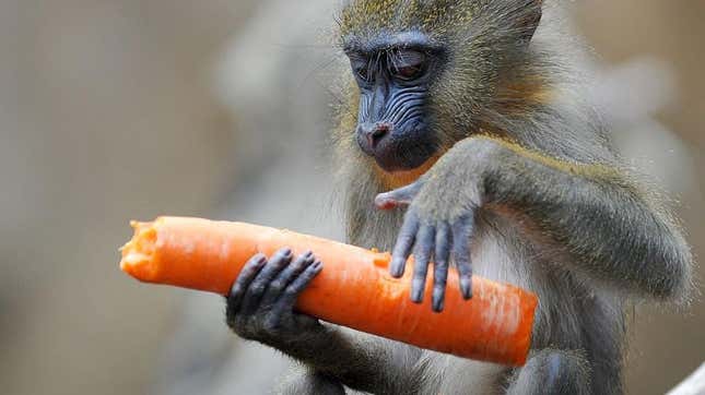 Monkey eating carrot