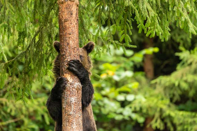 A bear rather obviously peeks out from behind a tree.